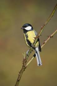 Attēlu rezultāti vaicājumam “Parus major male”