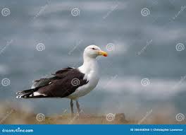Attēlu rezultāti vaicājumam “Larus marinus adult”