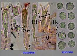 Attēlu rezultāti vaicājumam “Clavaria straminea”