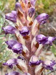 Attēlu rezultāti vaicājumam “Orobanche coerulescens”