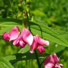 Attēlu rezultāti vaicājumam “Lathyrus tuberosus”