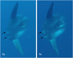 Image result for Mola alexandrini