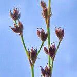 Attēlu rezultāti vaicājumam “Trichophorum alpinum fruit”