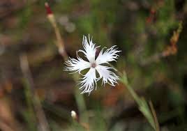 Attēlu rezultāti vaicājumam “Dianthus arenarius”