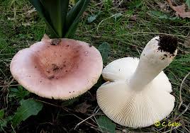 Attēlu rezultāti vaicājumam “Russula vesca”