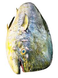 Image result for Coryphaena hippurus