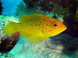 Image result for Cephalopholis fulva