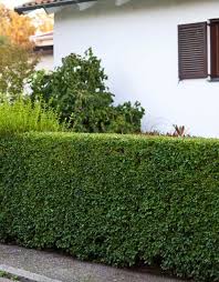 Attēlu rezultāti vaicājumam “Ligustrum vulgare”