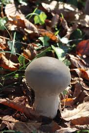 Attēlu rezultāti vaicājumam “Calvatia excipuliformis”