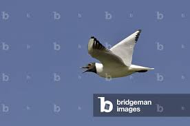 Attēlu rezultāti vaicājumam “Larus ridibundus”