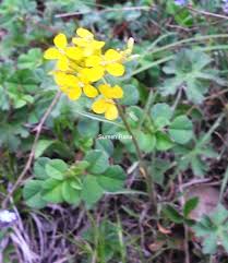 Attēlu rezultāti vaicājumam “Erysimum hieracifolium”