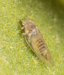 Attēlu rezultāti vaicājumam “Trioza dispar nymph”