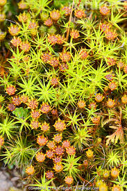 Attēlu rezultāti vaicājumam “Polytrichum juniperinum”