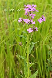 Attēlu rezultāti vaicājumam “Hesperis matronalis leaf”