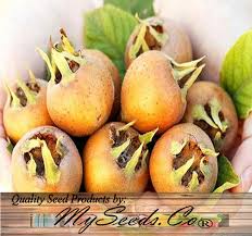 Attēlu rezultāti vaicājumam “Mespilus germanica”