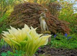 Image result for Hosta White Feather