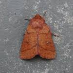 Attēlu rezultāti vaicājumam “Mythimna turca”