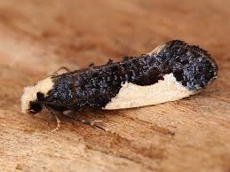 Attēlu rezultāti vaicājumam “Monopis monachella”