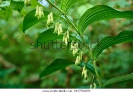 Attēlu rezultāti vaicājumam “Polygonatum multiflorum  flower”