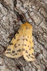 Attēlu rezultāti vaicājumam “Rhyparia purpurata”