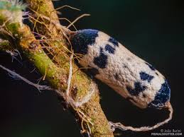 Attēlu rezultāti vaicājumam “Ichneumonidae cocoon”