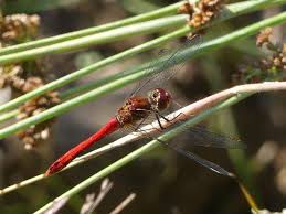 Attēlu rezultāti vaicājumam “Sympetrum sanguineum male”