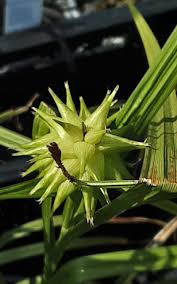 Attēlu rezultāti vaicājumam “Carex globularis flower”