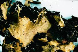 Attēlu rezultāti vaicājumam “Cetrelia olivetorum”