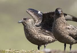 Image result for Stercorarius skua