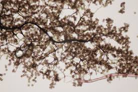 Attēlu rezultāti vaicājumam “Stemonaria irregularis”