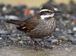 Attēlu rezultāti vaicājumam “Cinclidotus danubicus”