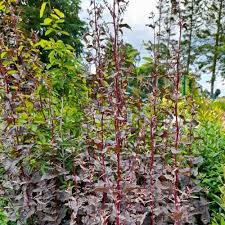 Image result for Atriplex hortensis