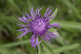 Image result for Centaurea nigra