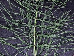 Attēlu rezultāti vaicājumam “Equisetum pratense”