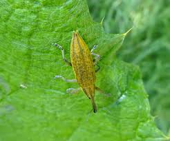 Attēlu rezultāti vaicājumam “Lixus iridis”