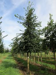 Attēlu rezultāti vaicājumam “Ulmus minor”