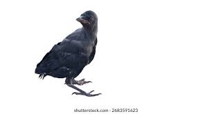 Attēlu rezultāti vaicājumam “Corvus cornix juvenile”