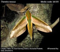 Attēlu rezultāti vaicājumam “Sphingidae”