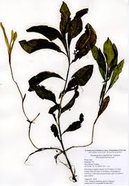 Attēlu rezultāti vaicājumam “Potamogeton compressus leaf”