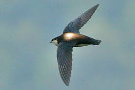 Image result for Hirundapus caudacutus