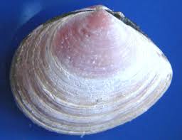 Attēlu rezultāti vaicājumam “Macoma baltica”