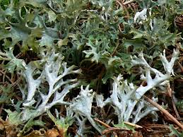 Attēlu rezultāti vaicājumam “Cetraria islandica”