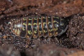 Attēlu rezultāti vaicājumam “Armadillidium pulchellum”