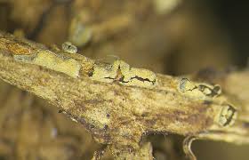 Attēlu rezultāti vaicājumam “Didymium sp.”