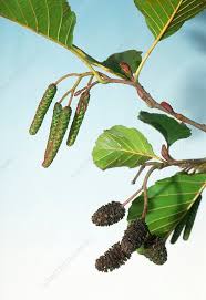 Attēlu rezultāti vaicājumam “Alnus glutinosa”