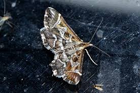 Attēlu rezultāti vaicājumam “Diasemia reticularis”