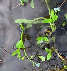 Attēlu rezultāti vaicājumam “Myosotis laxa subsp. baltica”