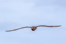 Attēlu rezultāti vaicājumam “Stercorarius parasiticus”