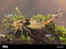 Attēlu rezultāti vaicājumam “Siphlonurus”