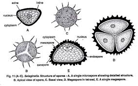Attēlu rezultāti vaicājumam “Herzogiella seligeri sporophyte”